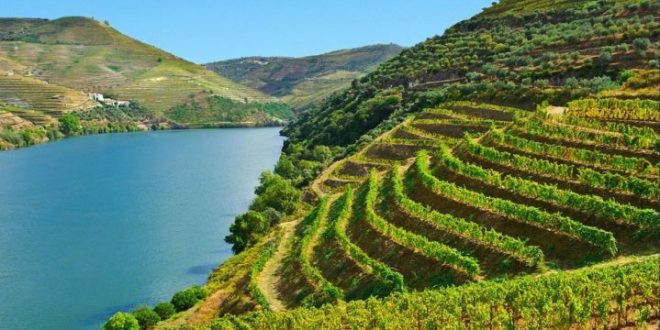 A História e as principais regiões de vinhos Portugueses