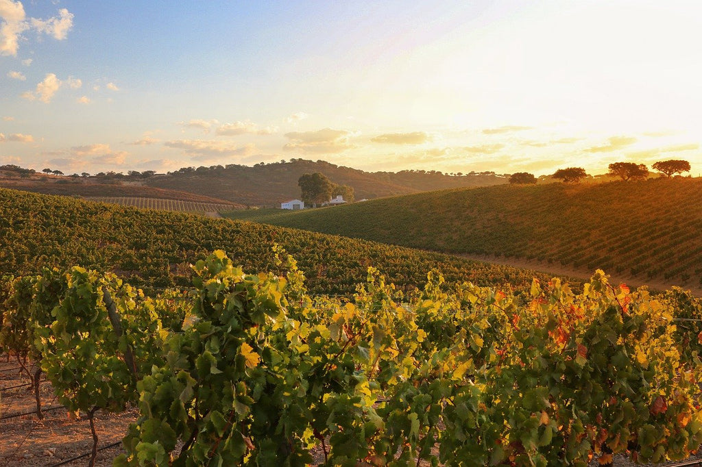 The main characteristics of Alentejo wine